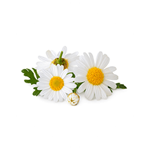 cham herbal supplement