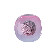 collagen beauty supplement