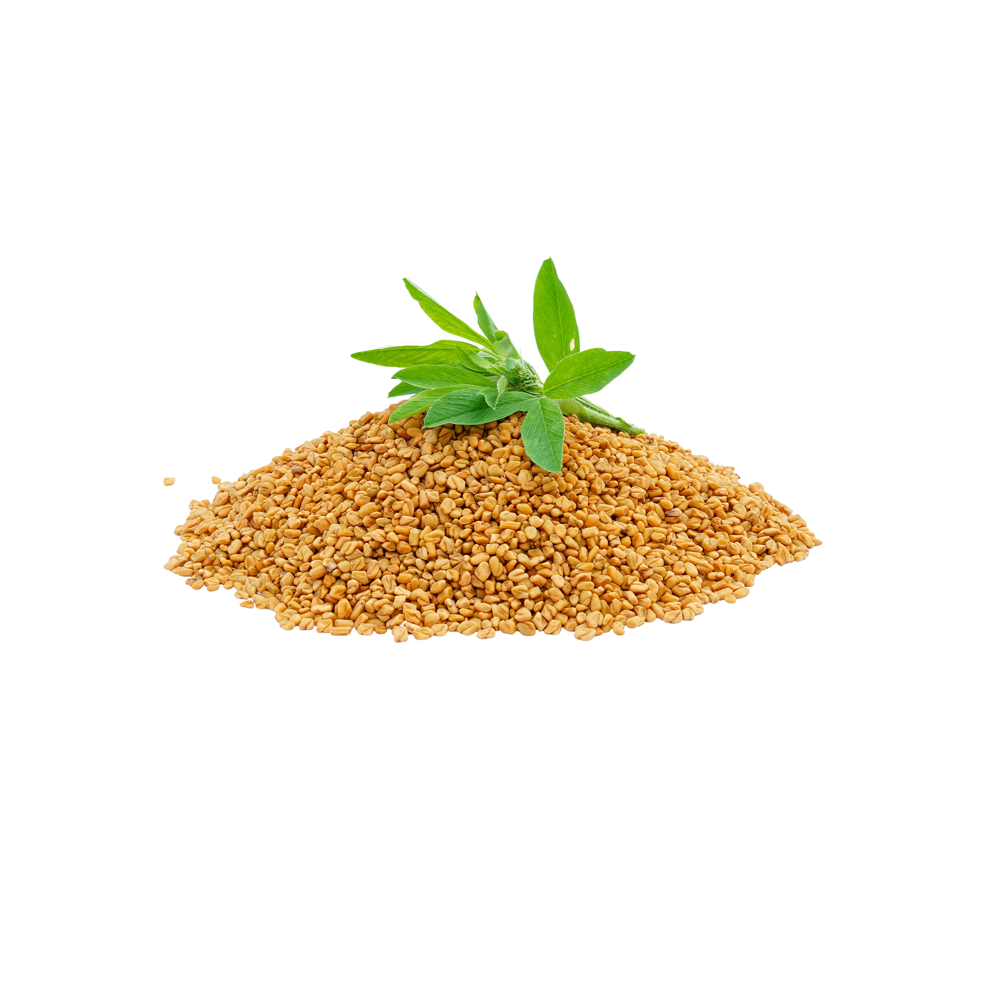 Fenugreek - Key Ingredient Used in Be. Alpha for Male Health