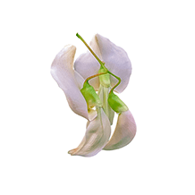 sge general health supplement